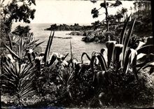 CPM Fantaisie Fleurs Vegetation tropicale