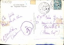 CPM Fantaisie Fleurs Vegetation tropicale