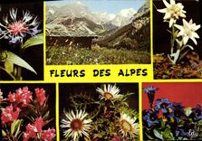 CPM Fantaisie Fleurs la centauree Edelweiss Chardon Blanc Gentiane