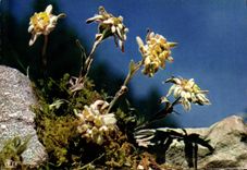 CPM Fantaisie Fleurs Edelweiss Leontopodium alpine