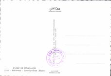 CPM Fantaisie Fleurs Edelweiss Leontopodium alpine