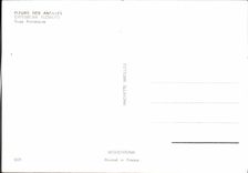 CPM Fantaisie Fleurs Rose porcelaine