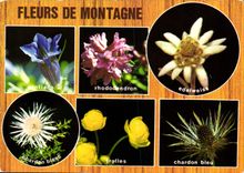 CPM Fantaisie Fleurs de montagne Chardon blanc Rhodendron Edelweiss Gentiane