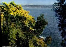 CPM Fantaisie Fleurs Mimosas en fleurs 