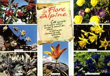 CPM Fantaisie Fleurs Rhodendron Edelweiss Chardon Trolles Lis orange Jonquilles Gentianes bleues