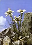 POSTAL MODERNA la fantasía florece Edelweiss