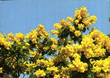 CPM Fantaisie Fleurs Mimosa