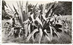 CPA Fantaisie Fleurs Agaves Belvedere 1933