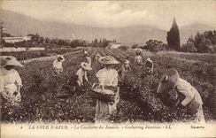 VINTAGE POSTCARD the Dimension of Azure the Gathering Of the Jasmine