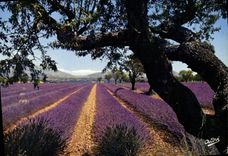 MODERN CARD Of Grenoble To the Dimension of Azure By the Road Of the Lavender