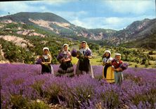 MODERN CARD Province Dimensions Mediterranean the Gathering Of the Lavender