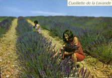 CPM Cueillette De La Lavande
