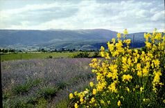 MODERN CARD In the middle of the Lavenders Scent