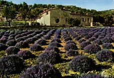 MODERN CARD Field Of Lavender In the Alps De Haute Provence