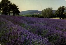 CPM Champ De Lavande En Provence