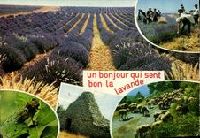 MODERN CARD a Hello Which Feels the Lavender Good