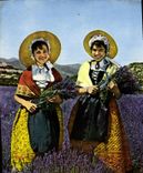 CPM Paysages De Provence La Cueillette De La Lavande Femmes