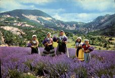 MODERN CARD Gathering Of the Lavender