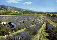 MODERN CARD Provence Embaumee Field Of Lavender