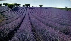 CPM Champ De Lavande Lavender Field