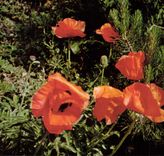 CPM Coquelicot Fleur