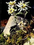 MODERN CARD Flora Of Alpine Mountain Leontopodium Edelweiss