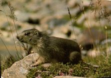 MODERN CARD Young Marmot Or Marmotton