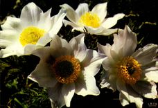 CPM Flore De Montagne Anemones Blanches Anemona Alpina