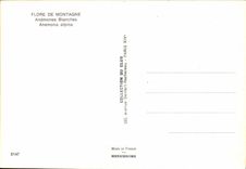 CPM Flore De Montagne Anemones Blanches Anemona Alpina