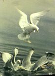 CPM Mouettes Des Greves Oiseaux