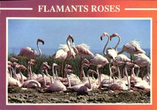 MODERN CARD Pink flamingos the Camargue Languedoc