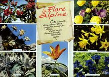CPM La Flore Alpine Rhododendron Edelweiss Chardon Trolles Jonquilles Gentianes Lis orange