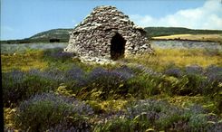 MODERN CARD Beautiful Images Of Provence Boris in the lavenders