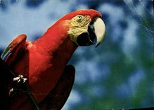 CPM Parc Zoologique Et Menageries Ara Chloroptere Amerique Centrale Perroquet Perruche 
