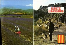 CPM Haute Provence Berger Chien Folklore