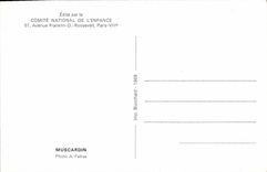 MODERN CARD Rodent Muscardin