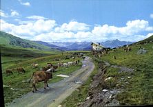 MODERN CARD Valle De Aran Pla De Beret Cows