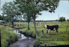 CPM Bonjour Les Amis Vache