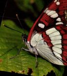 MODERN CARD Limenitis Anonyma Lewis Butterfly