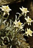 CPM Leontopodium Alpinum Cass Edelweiss Fleurs