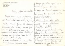 MODERN CARD Leontopodium Alpinum Case Edelweiss Flowers