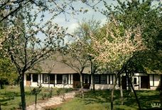 MODERN CARD Luxuriant Normandy Thatched cottage Norman and Apple trees in flowers