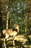 CPM Paysages De Sologne Surprise Biche