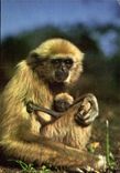 CPM Singe et son petit