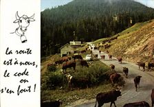 CPM Vaches
