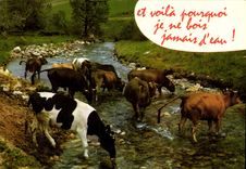 CPM Et voila pourquoi je ne bois jamais Vaches