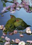 MODERN CARD Astrild Tachete green Bird