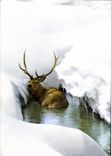 CPM Cerf
