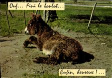 CPM Ane Mule