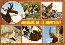 CPM Animaux De La Montagne Chamois Marmotte Aigle Royal Rapace Renard Ecureuil Bouqueton